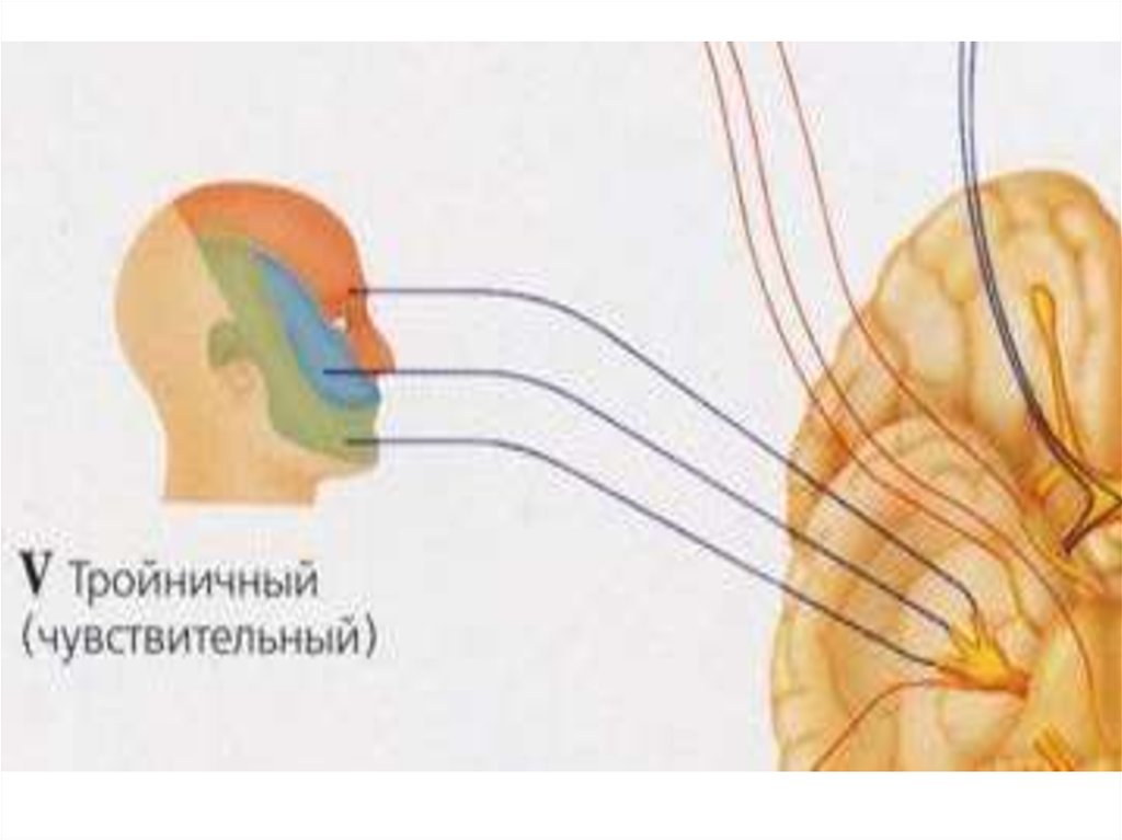 Тройничный черепной нерв. Тройничный черепно мозговой нерв. Тройничный нерв на лице анатомия.