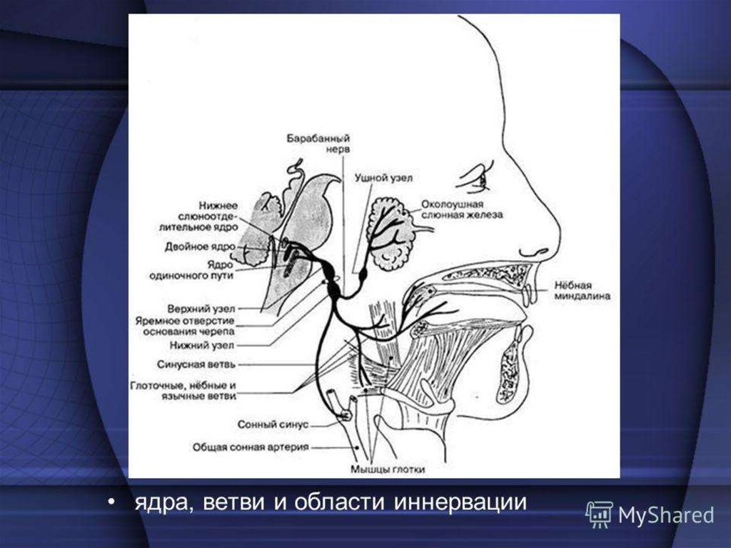 Ix черепного нерва. Барабанный нерв языкоглоточного нерва. Языкоглоточный нерв анатомия схема. Ход языкоглоточного нерва схема. Языкоглоточный нерв ядра.