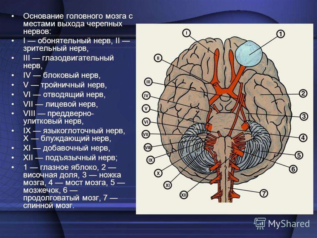 1 и 2 черепные нервы. 12 Пар черепно-мозговых нервов строение. Черепно мозговые нервы расположение. Топография Корешков черепных нервов. Топография 12 пар черепных нервов.