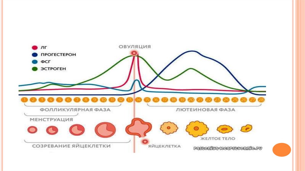 Этапы полового цикла. Фазы менструального цикла схема. Поздняя секреторная фаза менструационного цикла. Гипофиз регуляции менструационного цикла. Регуляция гормонами овариально менструального цикла.