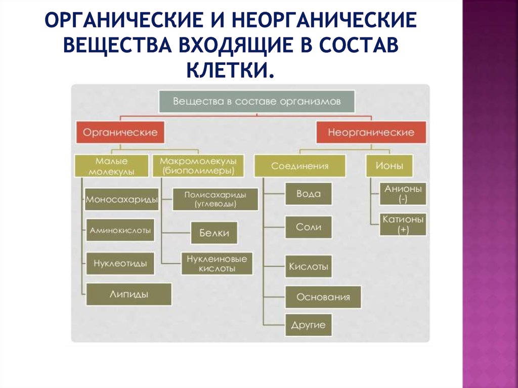 Органические и неорганические вещества клетки