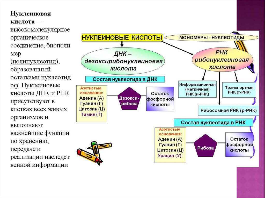 Какие вещества входят в состав клетки