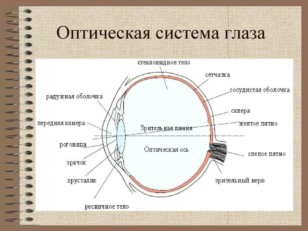 Схема оптической системы глаза физиология