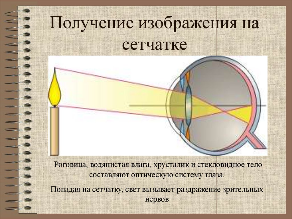 Изображение предметов в сетчатке глаза является