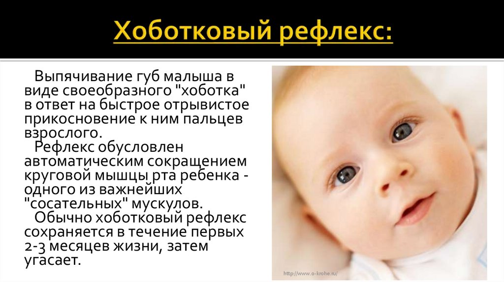 Сосательный рефлекс у детей. Хоботковый рефлекс. Поисковый рефлекс новорожденного. Сосательный и хоботковый рефлекс. Хоботковый рефлекс новорожденного.