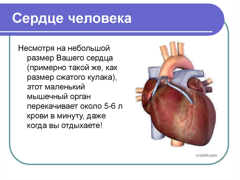 Сердце работает всю жизнь