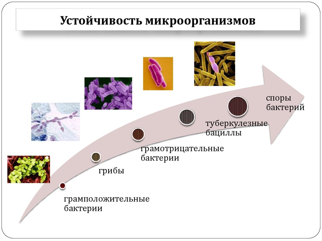 Устойчивость микроорганизмов
