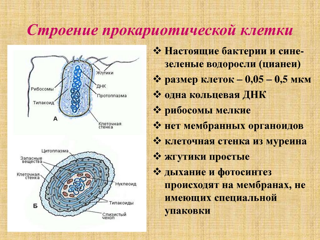 Признак клеток прокариот. Строение прокариотической бактериальной клетки. Строение клетки. Особенности прокариотической клетки. Структура прокариотической клетки. Схема строение прокариотических клеток.