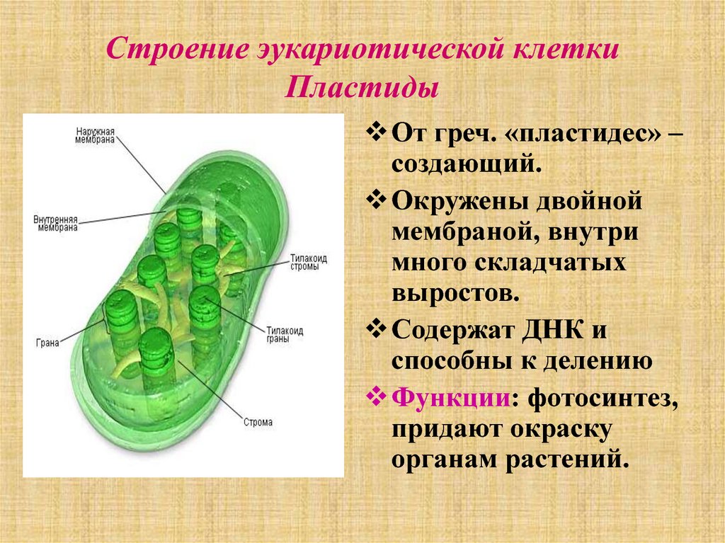 Хлоропласты характерны для ответ. Строение клетки пластиды функции 9 класс. Пластиды хлоропласты. Пластиды биология 9 класс.
