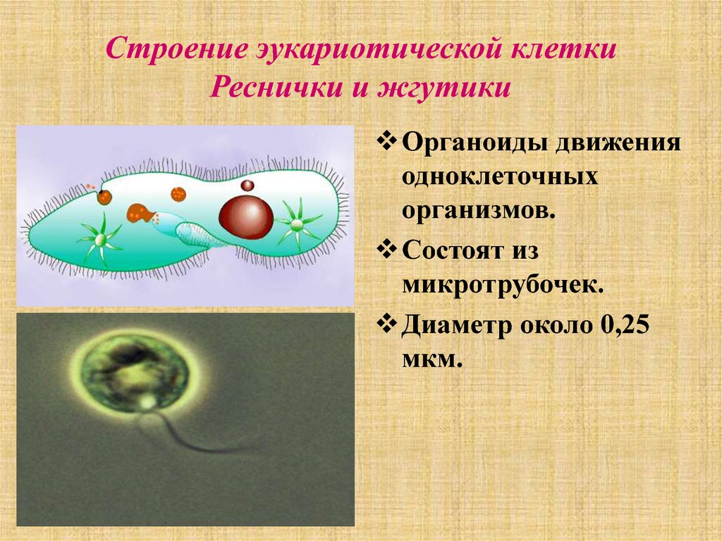 Строение клеточных ресничек