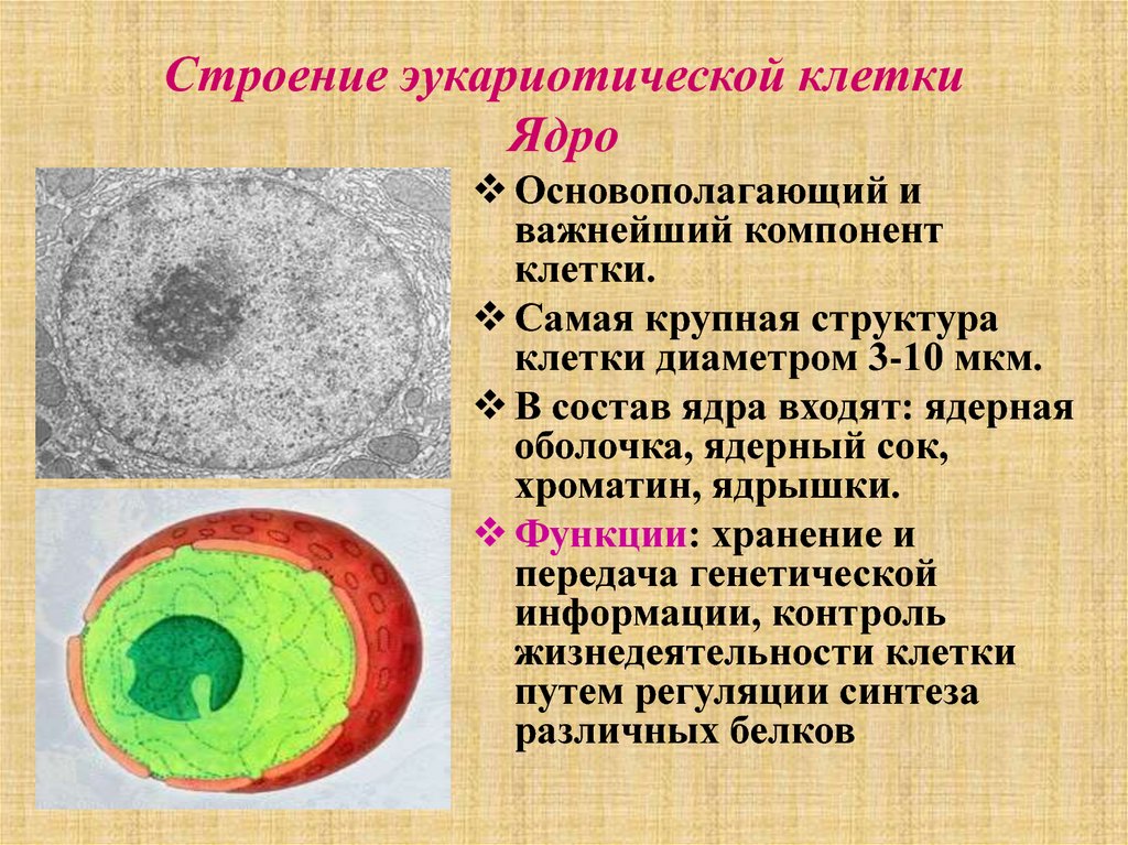 Дайте характеристику клеточному ядру. Функции ядра эукариотической клетки. Строение ядра эукариотической клетки. Структура ядра эукариотической клетки.