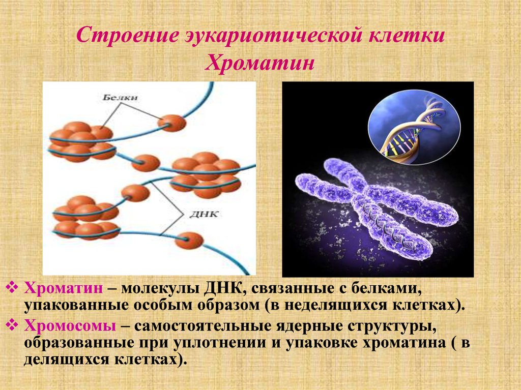 Какая молекула днк в ядре. Функции хроматина в эукариотической клетке. Хроматин хроматиды хромосомы. Структура хромосомы эукариот. Строение хромосомы эукариотической клетки.