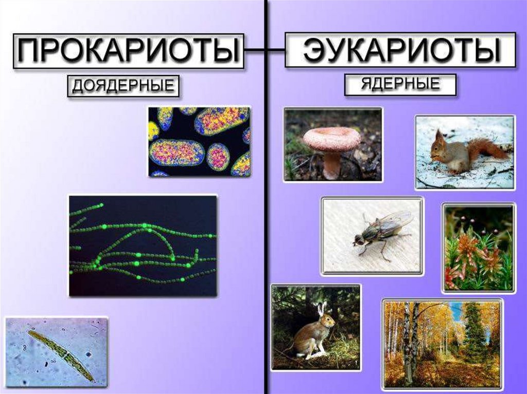 Доядерные прокариоты. Эокаритоты и прокариоты. Доядерные организмы. Прокариоты примеры.