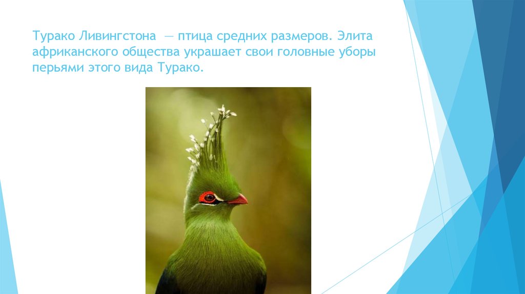 Турако Ливингстона — птица средних размеров. Элита африканского общества украшает свои головные уборы перьями этого вида