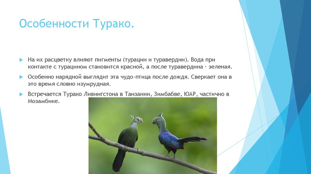 Особенности Турако.