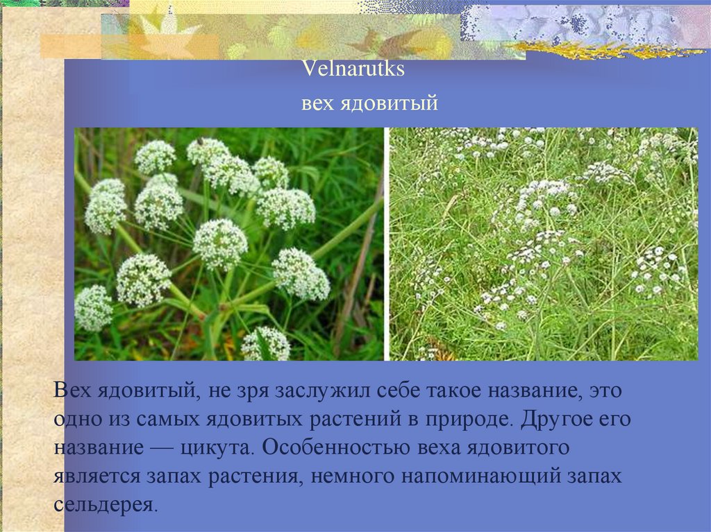 Цикута растение где растет в россии фото и описание
