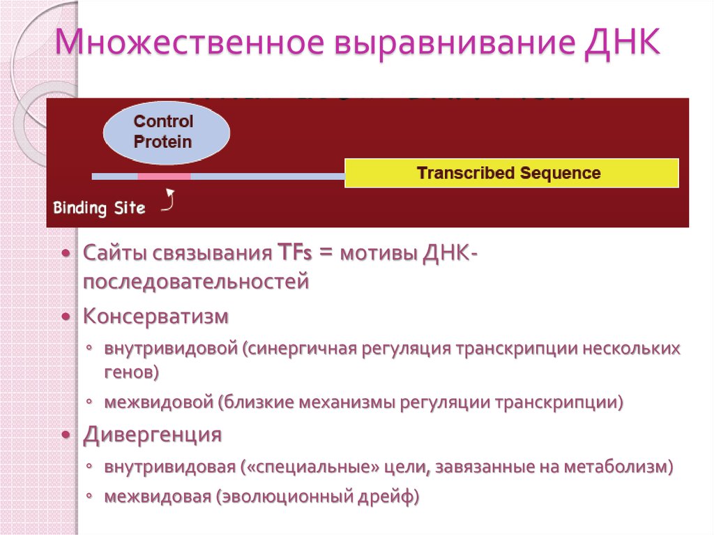 Множественное выравнивание