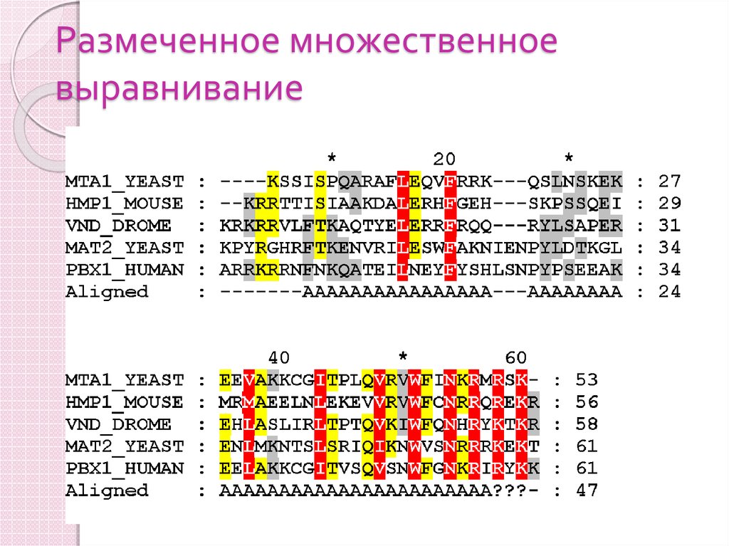 Множественное выравнивание. Выравнивание последовательностей. Множественное выравнивание белков. Множественное выравнивание последовательностей. Множественное выравнивание биоинформатика.