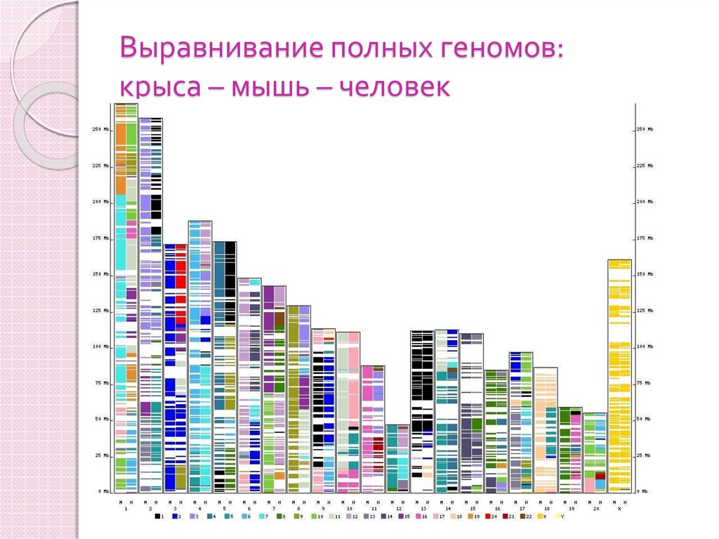 При расшифровке генома крысы было установлено 30. Геном крысы. Genome alignment. Сравнить геномы человека и крысы.