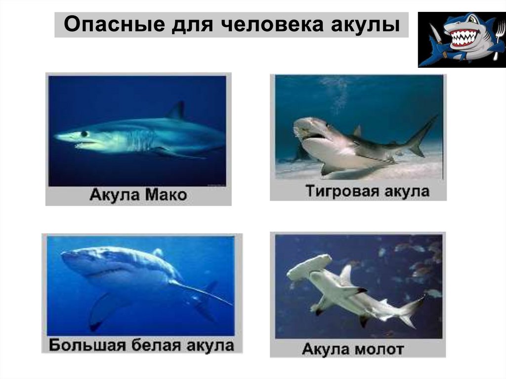 Мако акула опасна для человека. Акула молот опасна для человека. Сравнение белой и тигровой акулы. Тигровая акула и белая акула сравнение. Тигровая акула молот.
