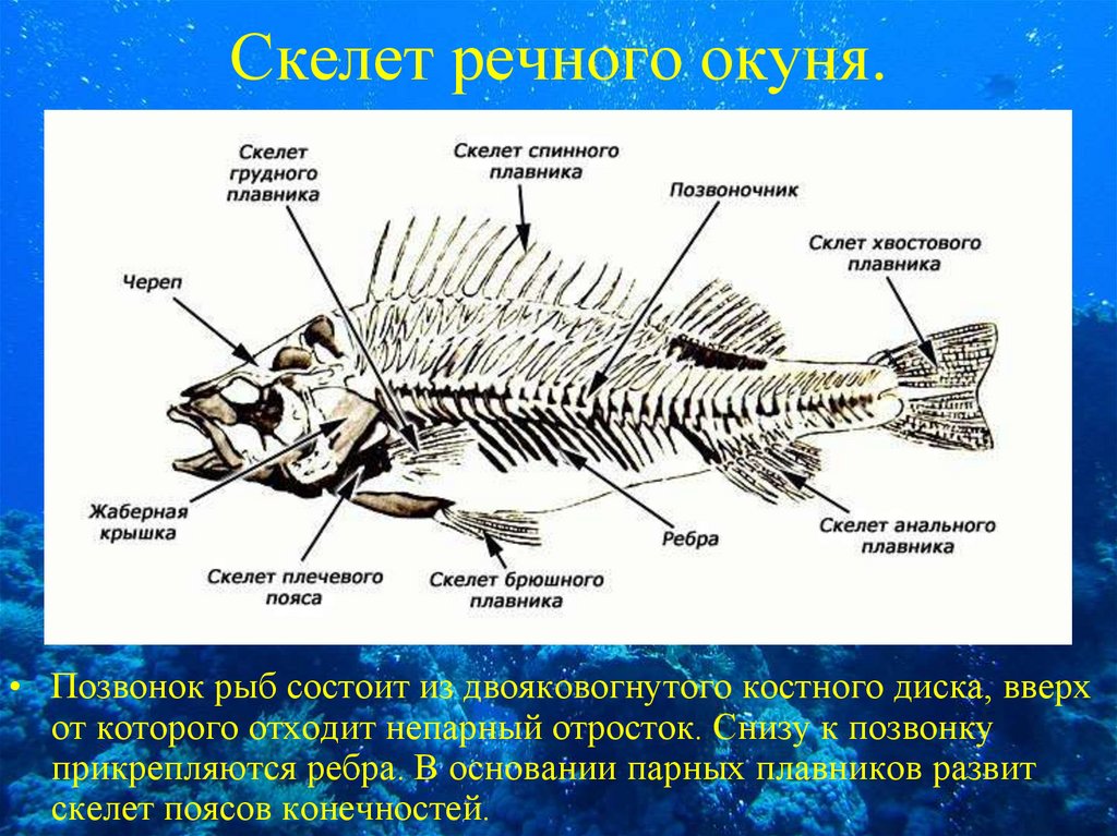 Скелет рыб 7 класс. Скелет Надкласс рыбы. Строение скелета костных рыб. Строение позвоночника костных рыб. Скелет костистой рыбы Речной окунь биология 7 класс.
