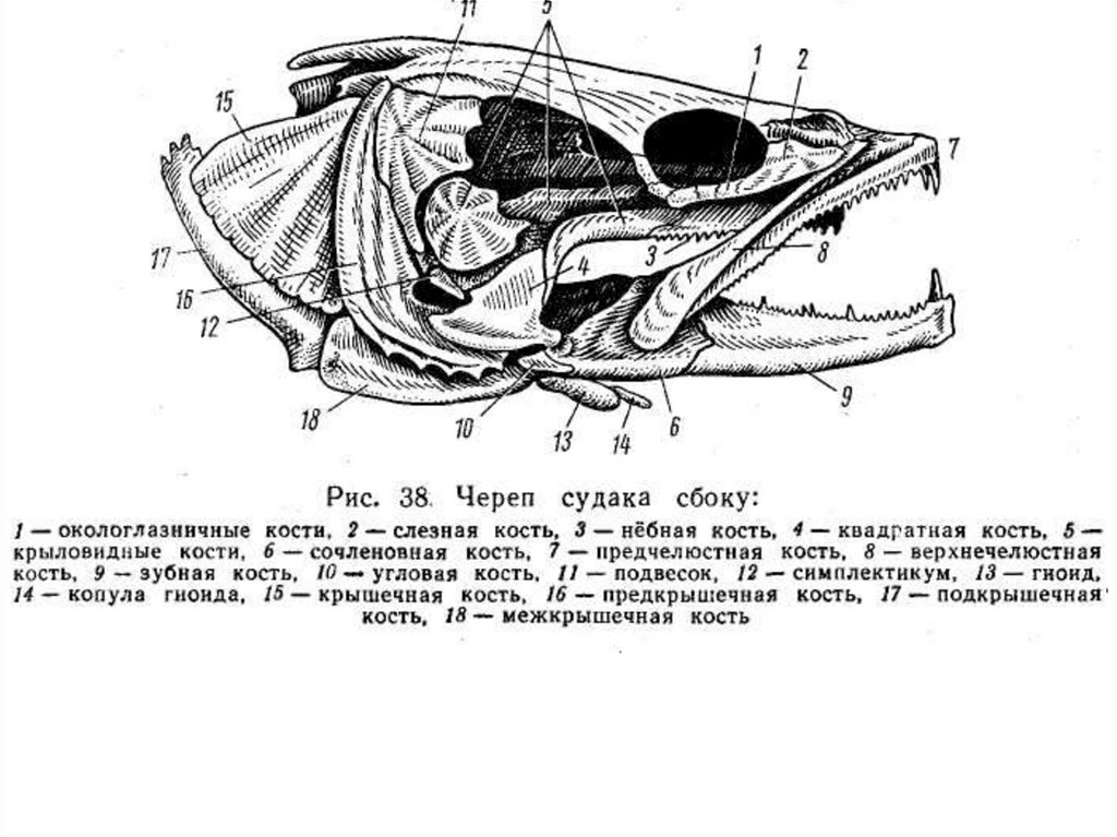 Висцеральный скелет. Строение черепа костистой рыбы. Строение черепа костных рыб. Осевой мозговой череп судака. Строение черепа окуня.