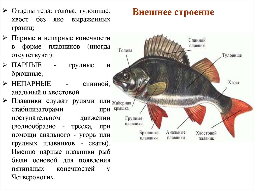 Какие отделы тела имеет рыба. Спинной плавник у рыб. Внешнее строение рыбы. Отделы тела щуки. Строение плавника рыбы.