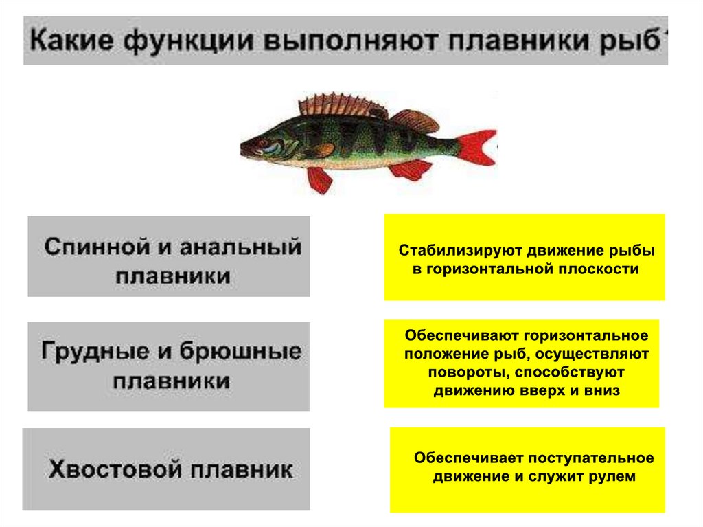 Основные функции рыбы