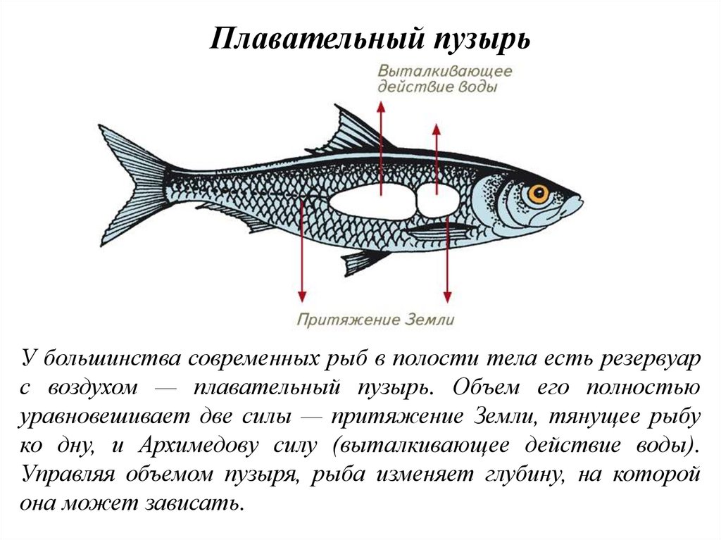 В силу какая рыба. Внутреннее строение сельдеобразных рыб. Воздушный пузырь у рыб функции. Плавательный пузырь у рыб выполняет функции. Функция плавательного пузыря у рыб является.
