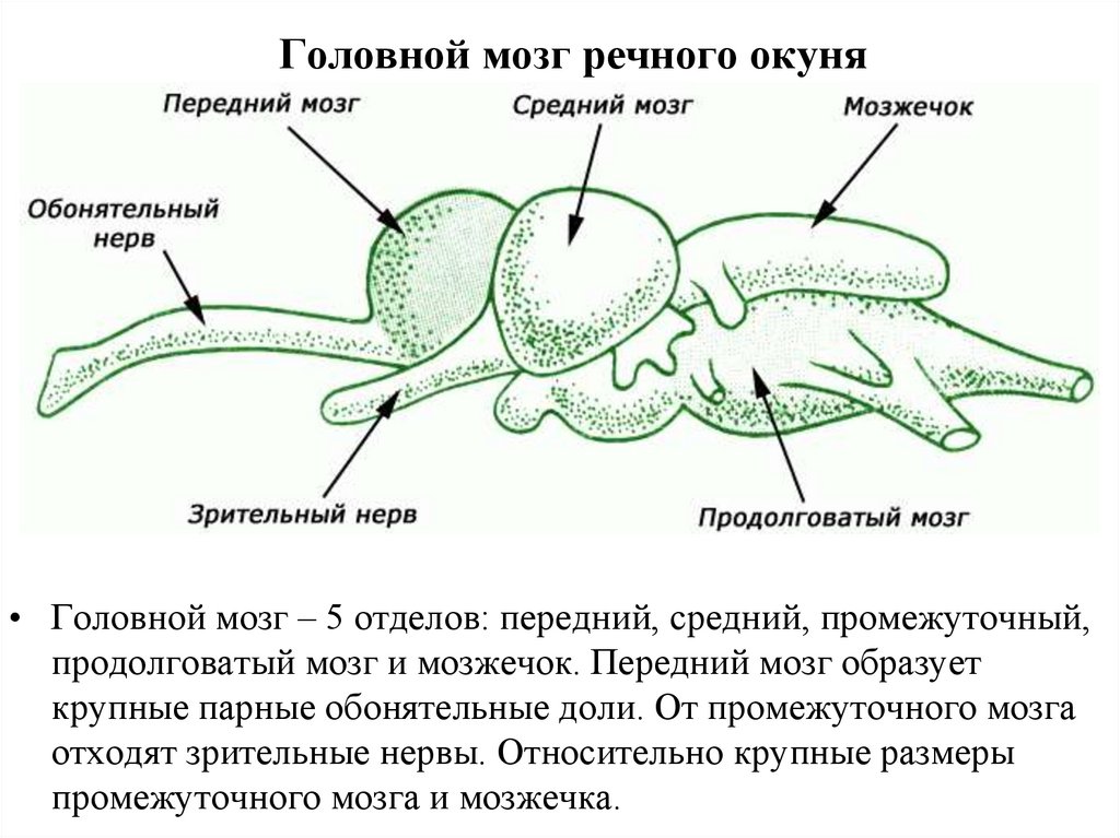 Какой мозг у рыб. Головной мозг речного окуня. Головной мозг окуня схема. Строение головного мозга речного окуня. Строение головного мозга окуня.