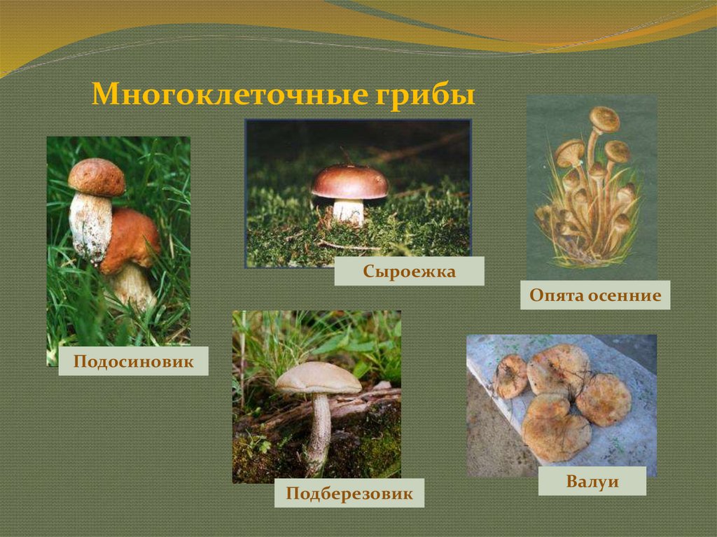 Активный образ жизни относится к грибам. Многоклеточные грибы. Многоклеточные грибы названия. Съедобные многоклеточные грибы. Примеры многоклеточных грибов.