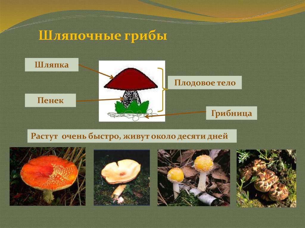 Голосеменные шляпочные грибы примеры. Съедобные Шляпочные грибы. Шляпочные и трубчатые грибы представители. Грибы многоклеточные Шляпочные 5 класс. Виды грибов Шляпочные грибы.
