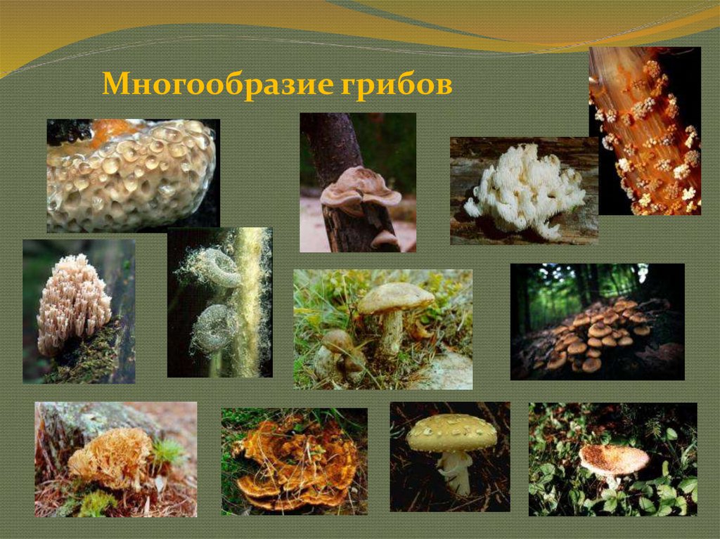 Многообразие где. Царство грибы многообразие грибов. Многообразие грибов 5 класс биология. Многообразные грибы. Разнообразие грибов в природе.