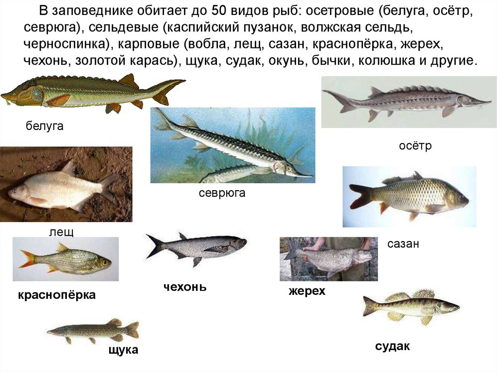 Виды Астраханской Рыбы Фото С Названиями