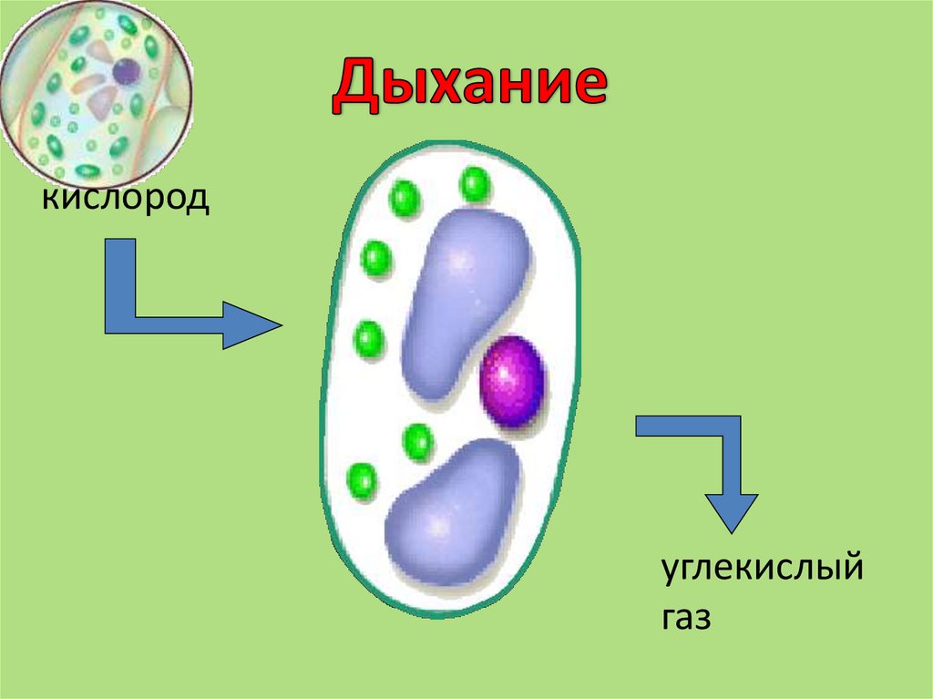 Какое значение ядра в жизнедеятельности клетки
