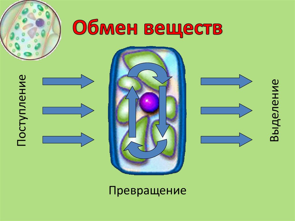 Обмен веществ растений урок. Жизнедеятельность клетки 5 класс питание клетки. Процесс жизнедеятельности клеток 5 класс биология Пасечник. Жизнедеятельность клетки 6 класс биология схема.