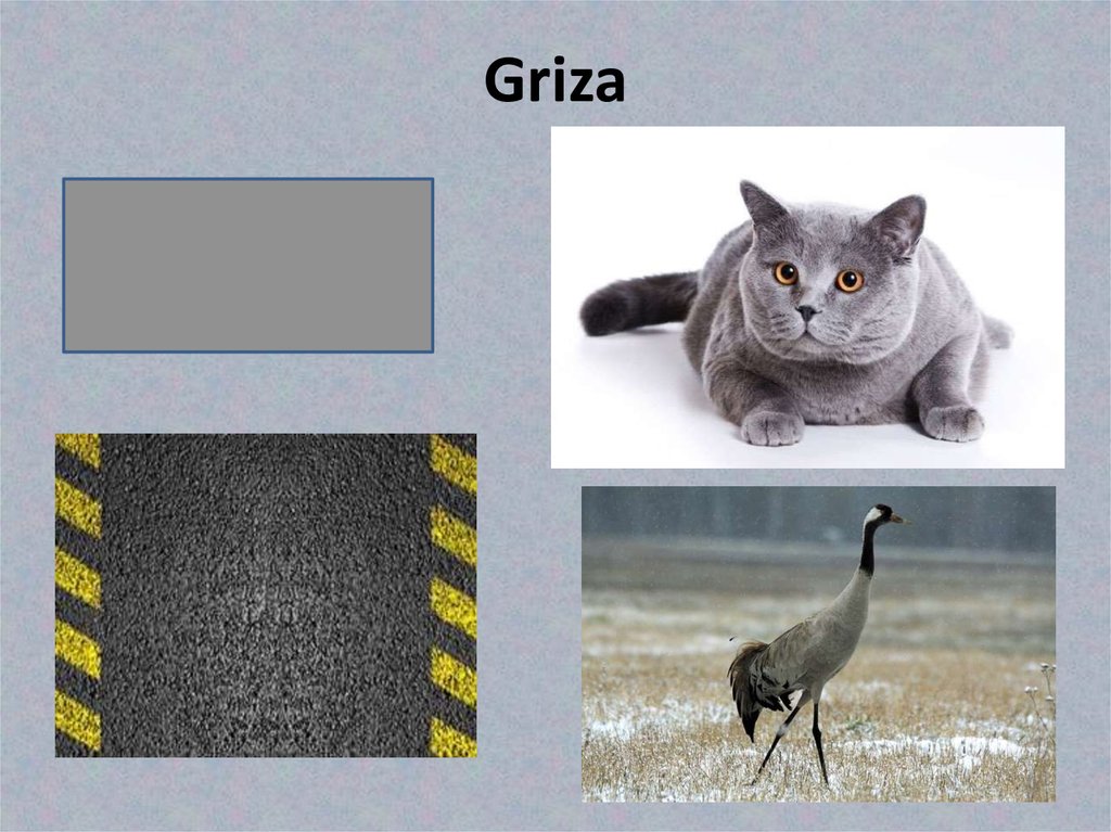 Griza