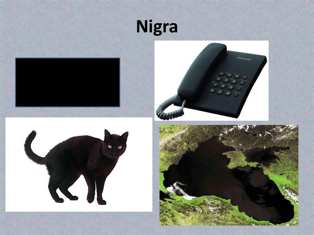 Nigra