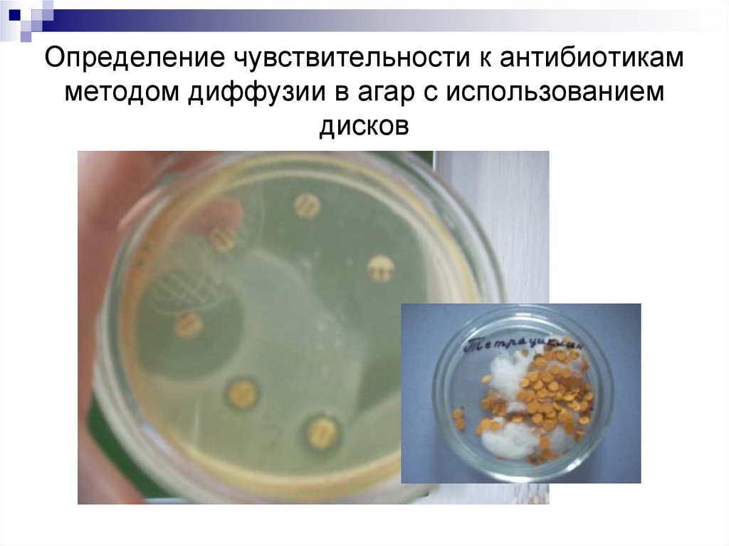 Определение чувствительности к антибиотикам методом диффузии в агар с использованием дисков
