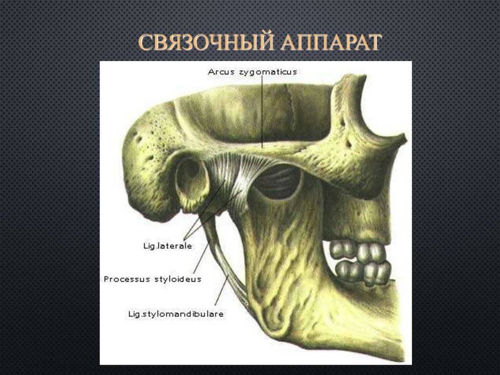 Особенности строения височно нижнечелюстного сустава презентация