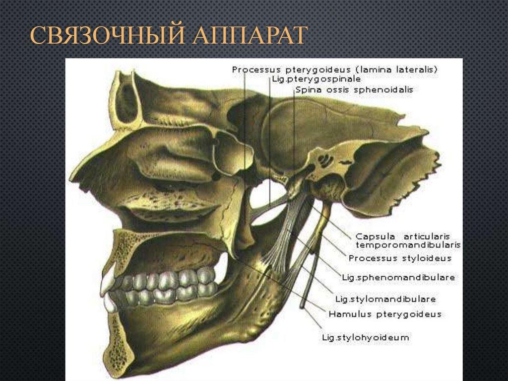 Пазухи черепа человека фото с описанием картинки