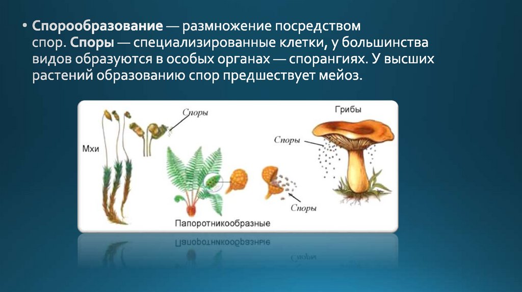 Индивидуальное развитие и размножение организмов презентация