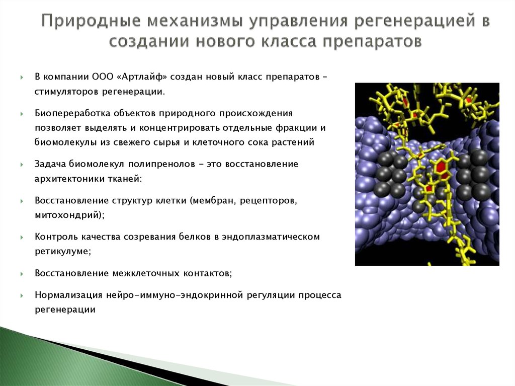 Регенерация тканей. Стимуляторы регенерации тканей. Факторы регенерации. Механизмы регенерации тканей. Лекарственные препараты для регенерации тканей.