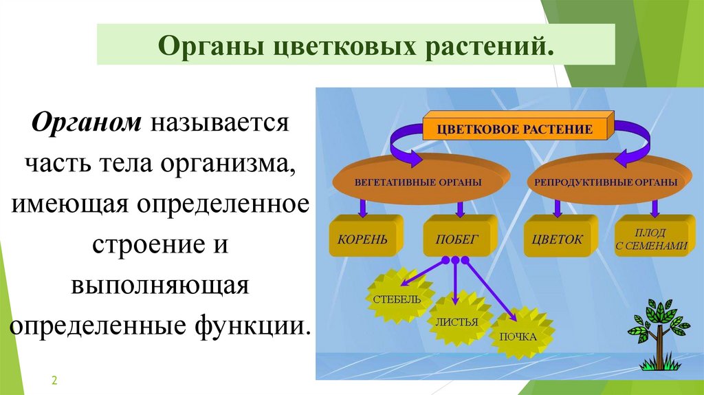 Системы органов растений