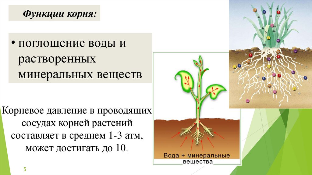 Функции главных органов растений 9 класс