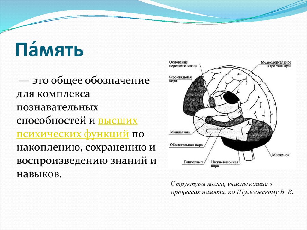 Презентация на тему память по анатомии