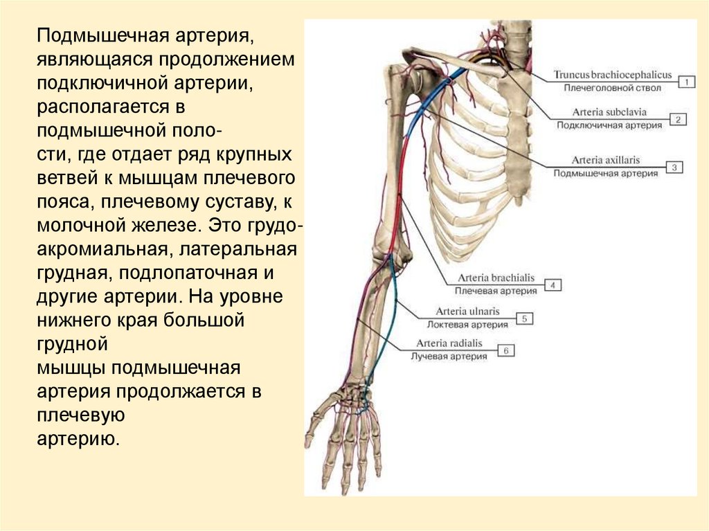 Алгоритм лучевая артерия