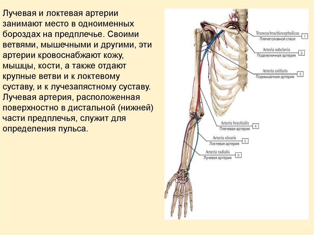 Правая лучевая артерия. Лучевая артерия схема. Поверхностная ладонная ветвь лучевой артерии. Лучевая артерия на предплечье. Плечевая артерия где.