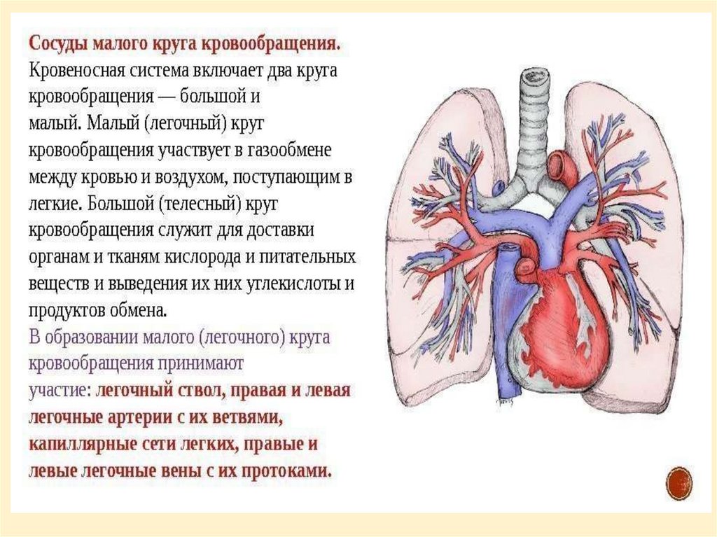 Венозная артериальная легочные артерии