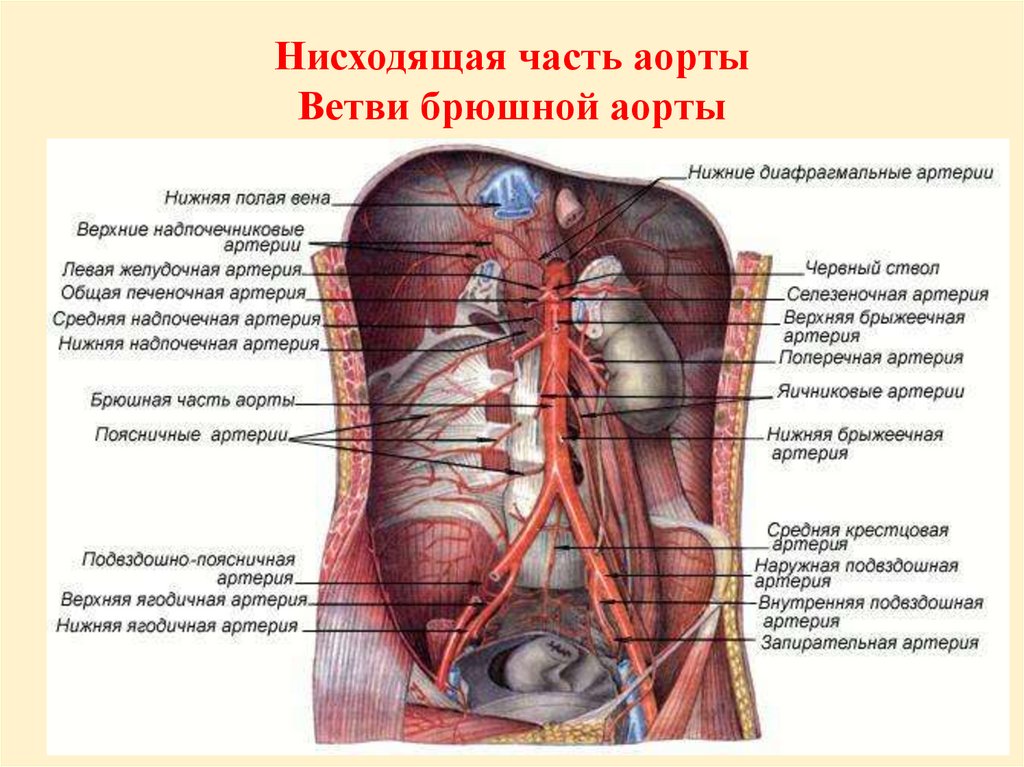 Какие органы расположены в нижней полости. Внутренностные ветви брюшной аорты. Брюшная часть аорты анатомия. Артерии брюшной части аорты анатомия. Анатомия брюшной аорты и ее ветвей.